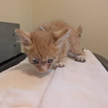 Grey Collar -  Domestic Short Hair Cat for Adoption in Pasadena, California - Grey Collar | PetCurious