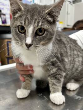 Rescue Domestic Short Hair Cats for Adoption in Hillsdale, Indiana - Luan | PetCurious