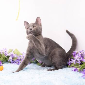 Domestic Medium Hair Cats Available for Adoption - Ghosty | PetCurious