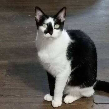 Margo -  Domestic Short Hair Cat for Adoption in Santa Fe, Texas - Margo | PetCurious