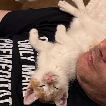 American Shorthair and Domestic Short Hair Cats Available for Adoption in Silver Spring, Maryland - Lucky (can Leave 5/23) | PetCurious