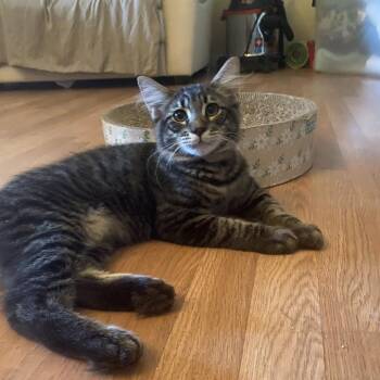 Tigrillio -  Domestic Short Hair Cat for Adoption in Lakewood, California - Tigrillio | PetCurious