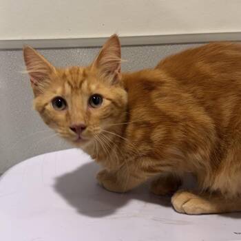 Moe -  Domestic Medium Hair Cat for Adoption in Tampa, Florida - Moe | PetCurious