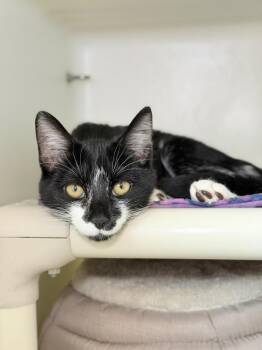 Domestic Short Hair Cats Available for Adoption in Menomonie, Wisconsin - Rapala | PetCurious