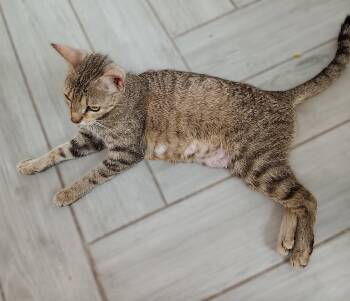 Mama Dawn -  Tabby Cat for Adoption in Fort Myers, Florida - Mama Dawn | PetCurious
