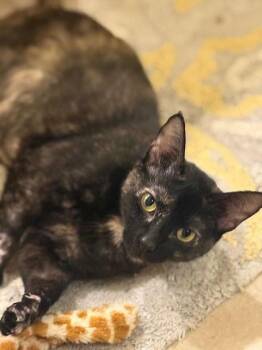 Tortoiseshell Cats Available for Adoption - Snickerdoodle (2434) | PetCurious