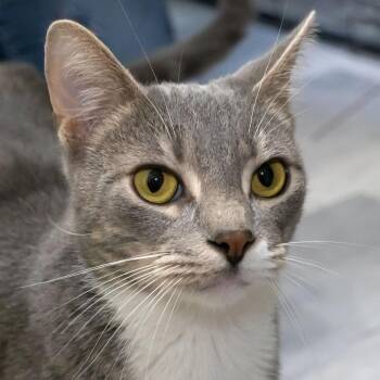 Anchovy -  Domestic Short Hair Cat for Adoption in Mckean, Pennsylvania - Anchovy | PetCurious