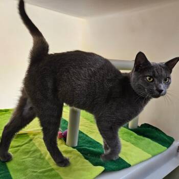 Domestic Short Hair Cats Available for Adoption in Harrisonburg, Virginia - Wendell | PetCurious