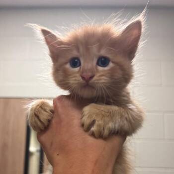 Skadoosh -  Domestic Short Hair Cat for Adoption in Bristol, Indiana - Skadoosh | PetCurious