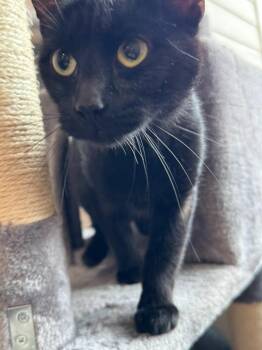 Claudia -  Domestic Short Hair Cat for Adoption in Grand Rapids, Minnesota - Claudia | PetCurious