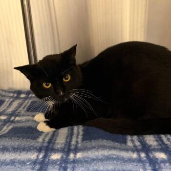 Esme -  Domestic Short Hair Cat for Adoption in Cody, Wyoming - Esme | PetCurious