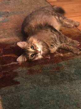 Rescue Domestic Medium Hair Cats for Adoption in Minneapolis, Minnesota - Merlin | PetCurious