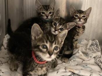 CADEN -  Domestic Short Hair Cat for Adoption in Tustin, California - CADEN | PetCurious