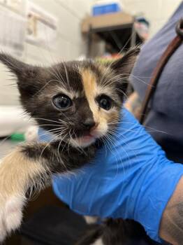 Domestic Short Hair Cats Available for Adoption in Chula Vista, California - PATRICIA | PetCurious