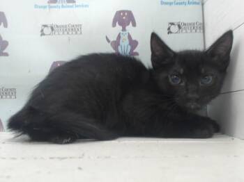 A599058 -  Domestic Short Hair Cat for Adoption in Orlando, Florida - A599058 | PetCurious
