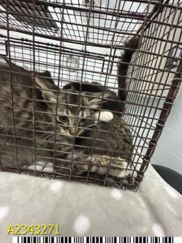 LOU -  Domestic Short Hair Cat for Adoption in West Palm Beach, Florida - LOU | PetCurious