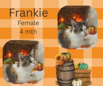 Rescue Domestic Short Hair Cats for Adoption in Tama, Iowa - Frankie | PetCurious