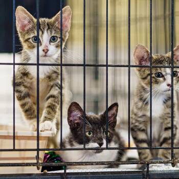 Domestic Short Hair Cats Available for Adoption - Garcia | PetCurious