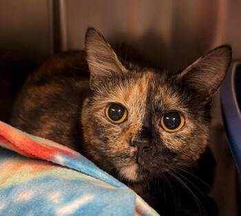 Domestic Short Hair Cats Available for Adoption in Ocala, Florida - Soonie (Petsmart) | PetCurious