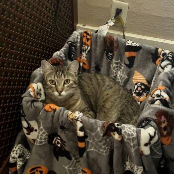Tilly -  Domestic Short Hair Cat for Adoption in Columbia, Missouri - Tilly | PetCurious