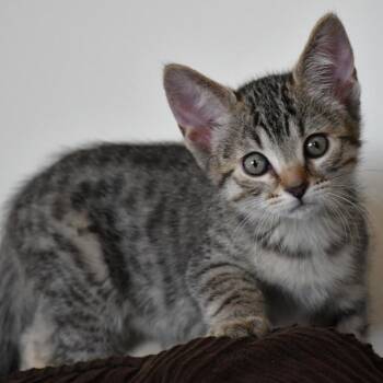 Domestic Short Hair Cats Available for Adoption in Los Angeles, California - Bengal | PetCurious