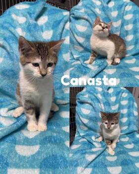Rescue Domestic Short Hair Cats for Adoption in Saint James, Missouri - Canasta | PetCurious