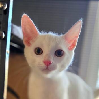 Merry -  Domestic Short Hair Cat for Adoption in Muncie, Indiana - Merry | PetCurious