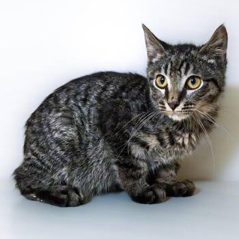 Domestic Short Hair Cats Available for Adoption - Smooth Jazz | PetCurious