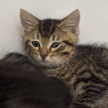 Cheesecake -  Domestic Short Hair Cat for Adoption in Naperville, Illinois - Cheesecake | PetCurious