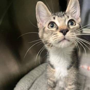 Francesca -  Domestic Short Hair Cat for Adoption in Dayton, Ohio - Francesca | PetCurious