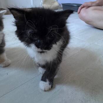 Hairy Pawter -  Domestic Long Hair Cat for Adoption in Overland Park, Kansas - Hairy Pawter | PetCurious