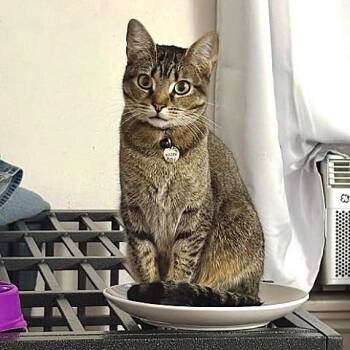 Willow Mae -  Tabby Cat for Adoption in Millcreek, Utah - Willow Mae | PetCurious