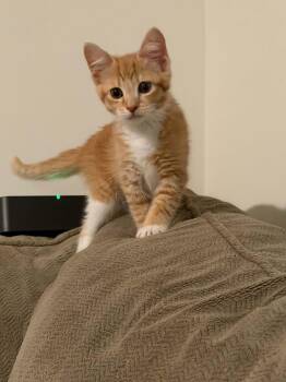 Mimi -  Domestic Short Hair Cat Available for Adoption in Charleston, South Carolina - Mimi | PetCurious