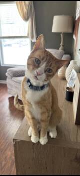 Domestic Short Hair Cats Available for Adoption in Greenfield, Indiana - Kit Kat | PetCurious