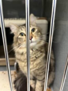 Domestic Medium Hair and Domestic Short Hair Cats Available for Adoption in Forney, Texas - CHANCE | PetCurious