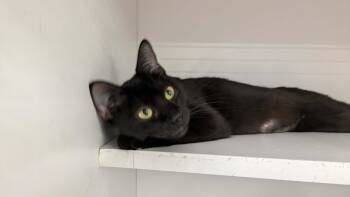 Cannellini -  Domestic Short Hair Cat for Adoption in Buffalo, New York - Cannellini | PetCurious