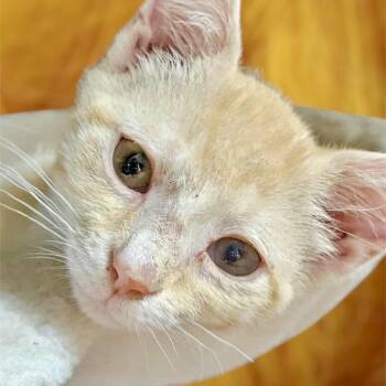 Rescue Domestic Short Hair Cats for Adoption - Colonel Mustard | PetCurious
