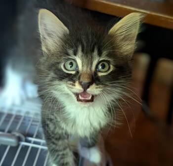 Azul -  Domestic Medium Hair Cat Available for Adoption - Azul | PetCurious