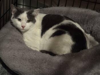 Rescue Domestic Short Hair Cats for Adoption in Beverly, Massachusetts - Magic | PetCurious