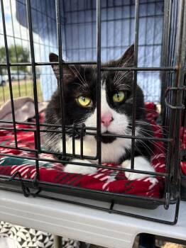 Mr. T -  Domestic Short Hair Cat for Adoption in Minneapolis, Minnesota - Mr. T | PetCurious