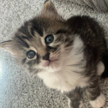 Rescue Domestic Short Hair Cats for Adoption in Ferndale, Michigan - Nala | PetCurious