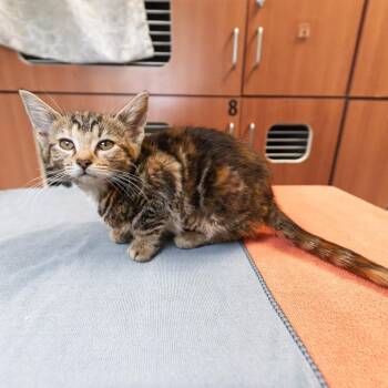 Tilt A Whirl -  Domestic Short Hair Cat for Adoption in South Elgin, Illinois - Tilt A Whirl | PetCurious