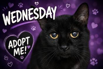 Wednesday (FCID# 05/19/2026 - 70 Trainer) -  Domestic Short Hair Cat Available for Adoption in Greenville, Delaware - Wednesday (FCID# 05/19/2026 - 70 Trainer) | PetCurious