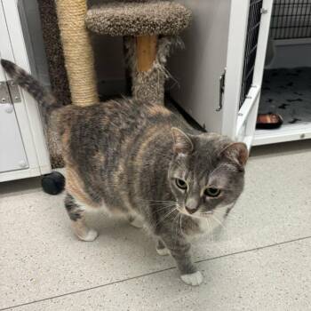 Peppermint (Mouse) -  Domestic Short Hair Cat for Adoption in Las Cruces, New Mexico - Peppermint (Mouse) | PetCurious