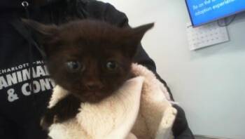 HATTIE -  Domestic Short Hair Cat for Adoption in Charlotte, North Carolina - HATTIE | PetCurious