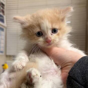 Domestic Long Hair Cats Available for Adoption in Pekin, Illinois - Napkin | PetCurious