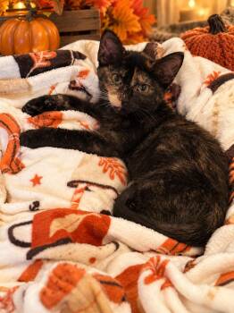 Cori -  Domestic Short Hair Cat for Adoption - Cori | PetCurious