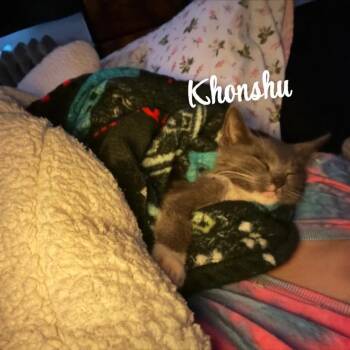Rescue Domestic Short Hair Cats for Adoption in Weehawken Township, New Jersey - Khonshu & Bastet | PetCurious