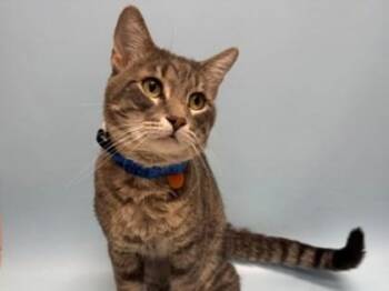 Zuki -  Domestic Short Hair Cat for Adoption in Woodbury, Minnesota - Zuki | PetCurious