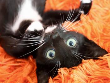 Socks -  Tuxedo Cat for Adoption in St. Augustine, Florida - Socks | PetCurious
